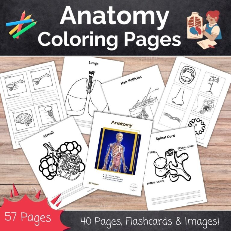 Anatomy Coloring Pages - Homeschool Giveaways